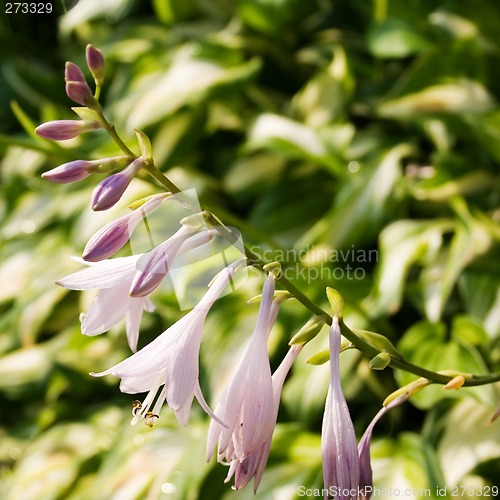 Image of Hosta Blooms