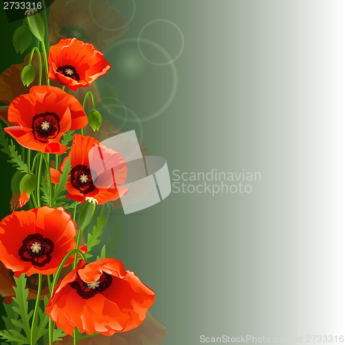 Image of Poppy background