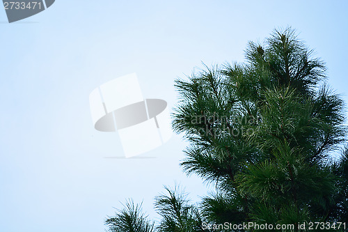 Image of cedar branches