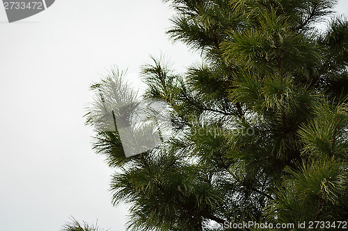 Image of cedar branches