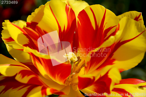 Image of Brightly coloured Monsella tulip