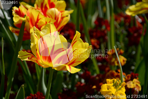 Image of Red and yellow-striped Monsella tulips