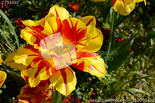 Image of Double early Monsella tulip in bloom