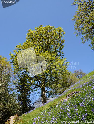 Image of Bank of bluebells with trees coming into leaf