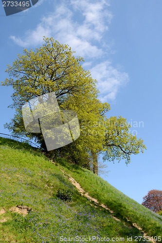 Image of Trees come in to leaf above a bank of bluebells