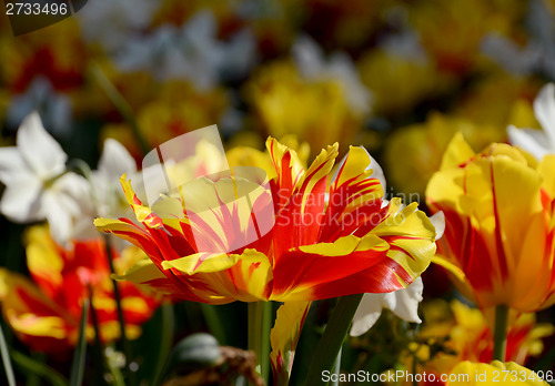 Image of Flower bed full of colourful Monsella tulips