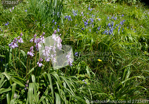 Image of Pink and blue Spanish bluebells in Britain