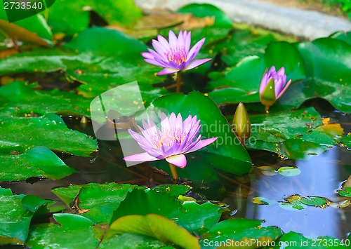 Image of Pink Water Lily