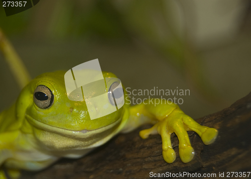 Image of Australian Green Tree Frog