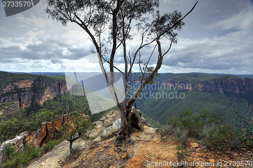 Image of  Magnificent gum tree at  Burramoki Headland overlooking Grose V