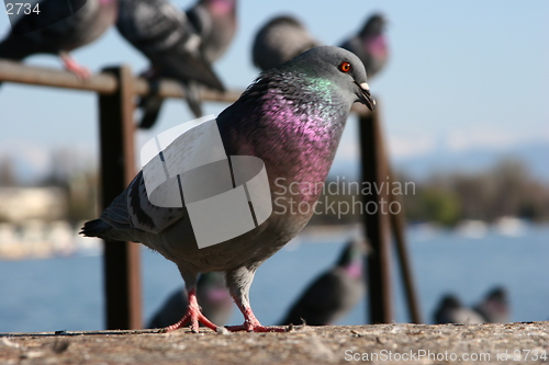 Image of Pigeon