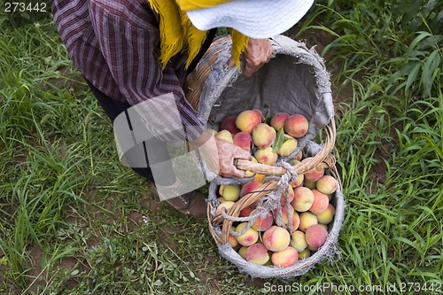 Image of Peach Harvesting