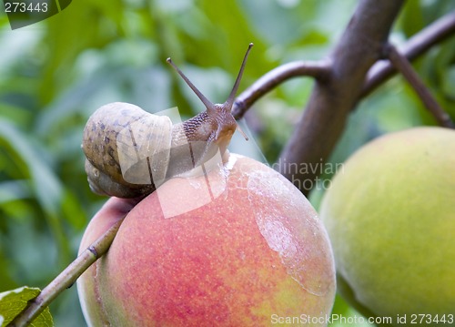 Image of Snail on a Peach