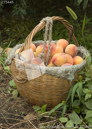 Image of Basket of Peaches