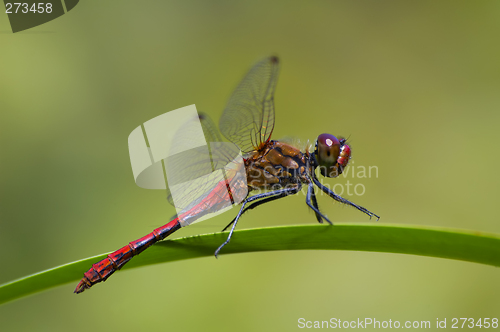 Image of Red dragonfly