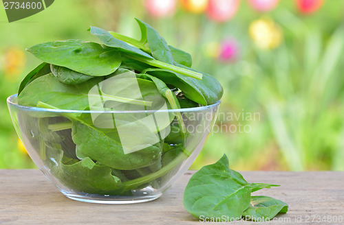 Image of fresh green spinach