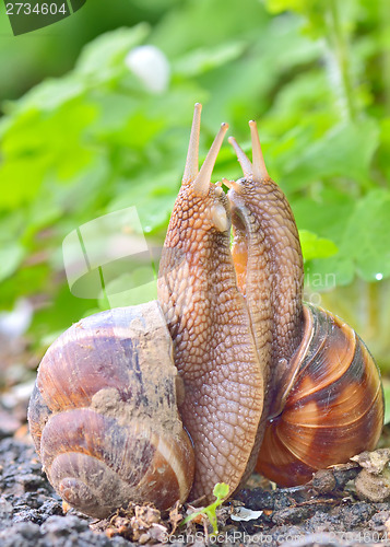 Image of love snails