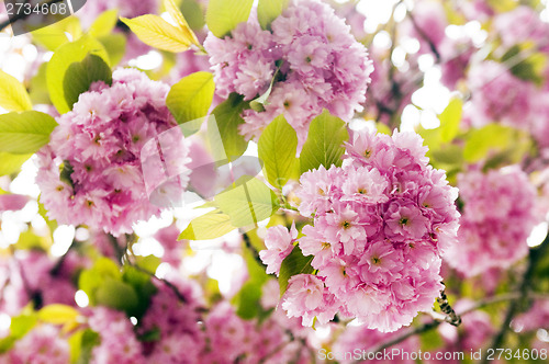 Image of Pink flowers of tree in spring