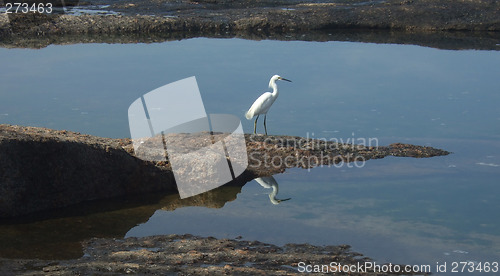 Image of Seagull and its reflection on the water