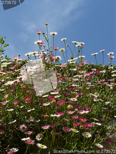 Image of Field of Daisies