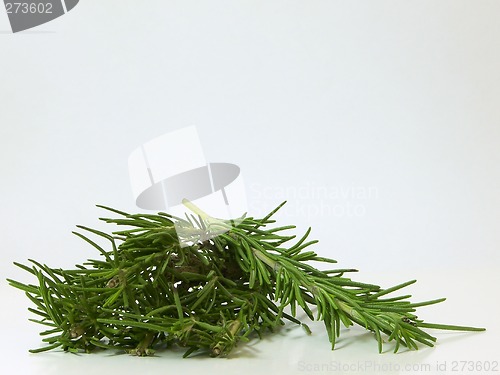 Image of Rosemary