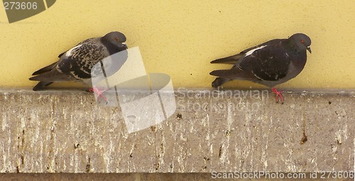 Image of Pigeons(Columba Livia)