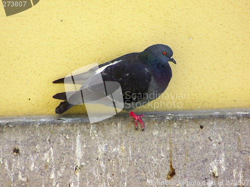 Image of Pigeon(Columba Livia)