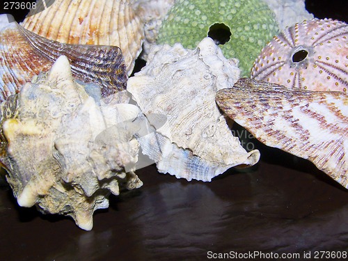 Image of Shell and Urching Skeletons