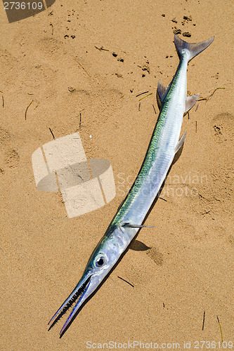 Image of Garfish