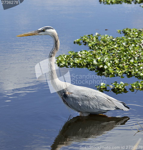 Image of Great Blue Heron