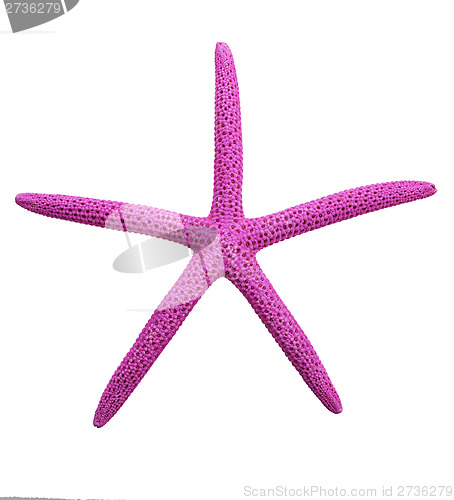 Image of Purple Finger Starfish 