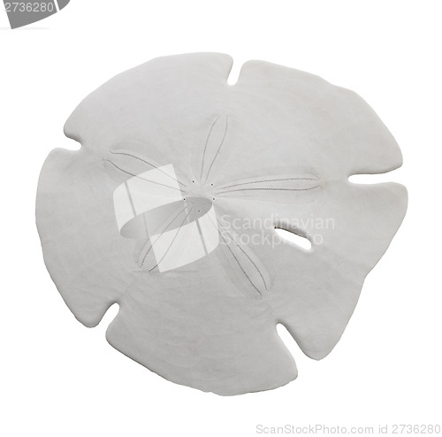 Image of Sand Dollar Sea Shell