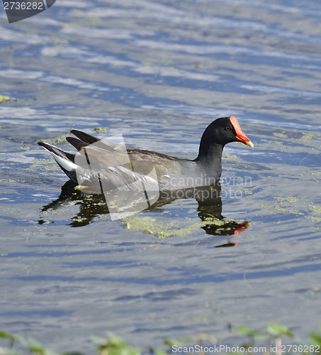 Image of Common Moorhen Bird