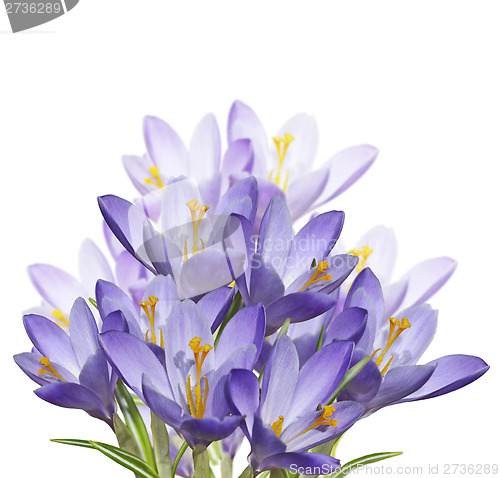 Image of Spring Crocus Flowers