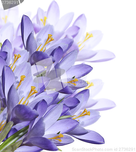 Image of Spring Crocus Flowers