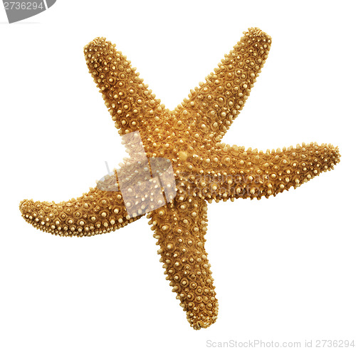 Image of Orange Starfish 