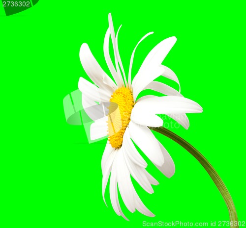 Image of White chamomile on green background