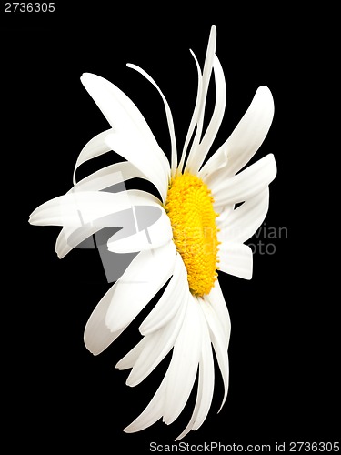 Image of White chamomile on black. Close-up view