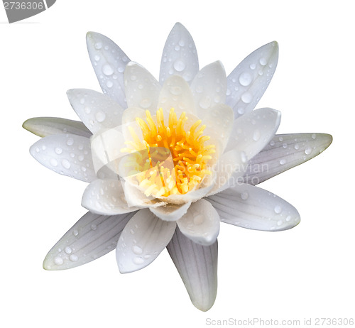 Image of Victoria amazonica, water lilie