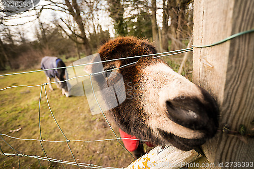 Image of donkey