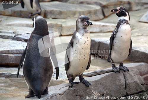 Image of three penguins in the zoo