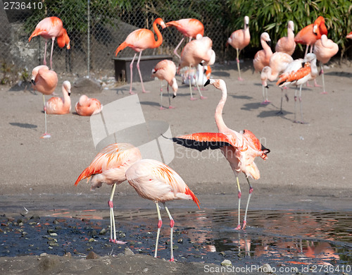 Image of flamingo