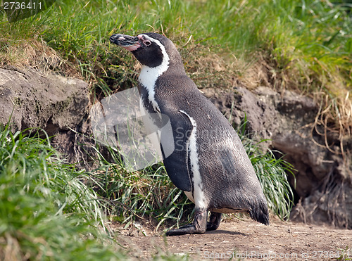 Image of penguin in the zoo