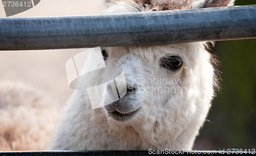 Image of llama alpaca