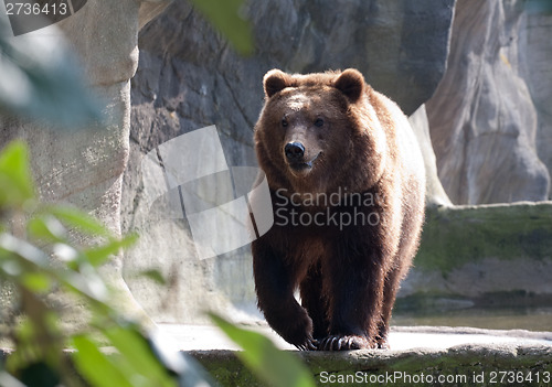 Image of brown bear in the zoo