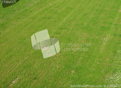 Image of Meadow grass