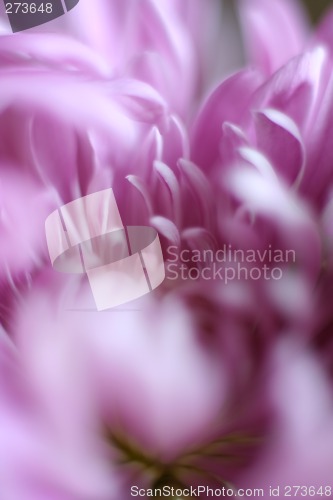 Image of Agstract Floral Macro