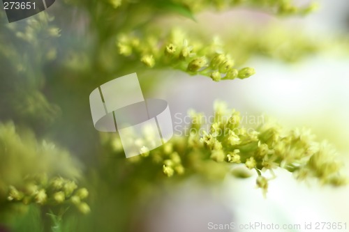 Image of Soft Green Sprigs