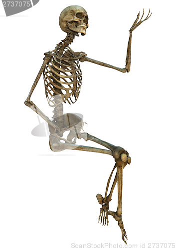 Image of Human Skeleton