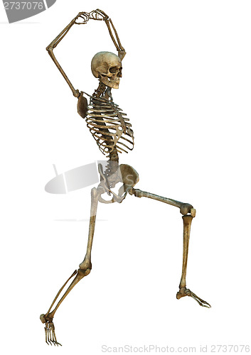 Image of Human Skeleton